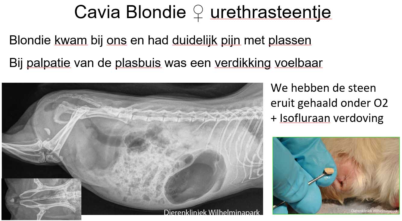 De stenen worden uit de urethra - fossa gewipt met een lepeltje